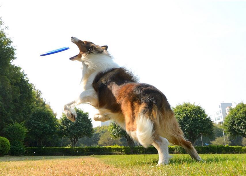 dog throw1
