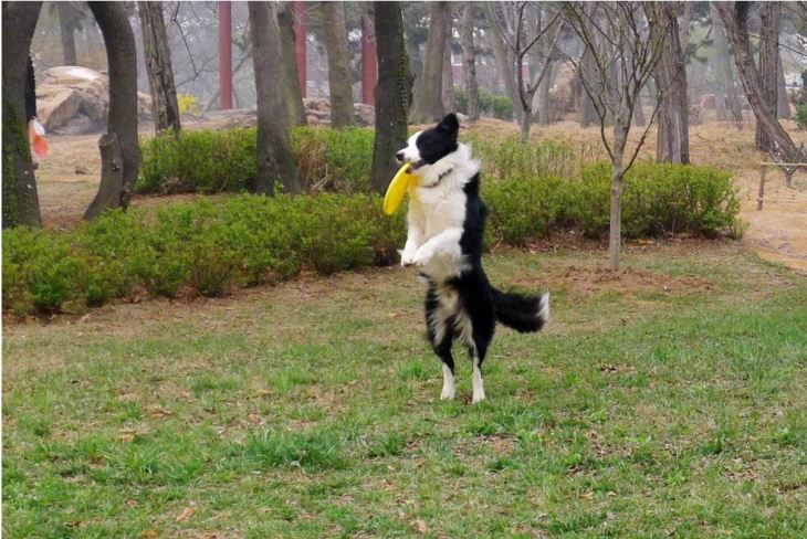 Pet Dog Flyer Disc Lovely Toys Pet Dog Flyer Disc Lovely Toys